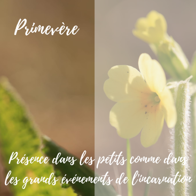 Elixir de Primevère