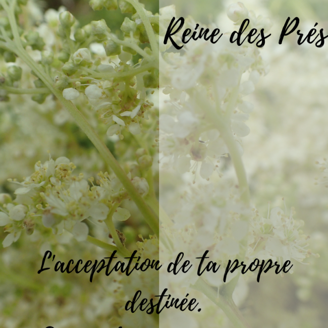 Elixir de Reine des près