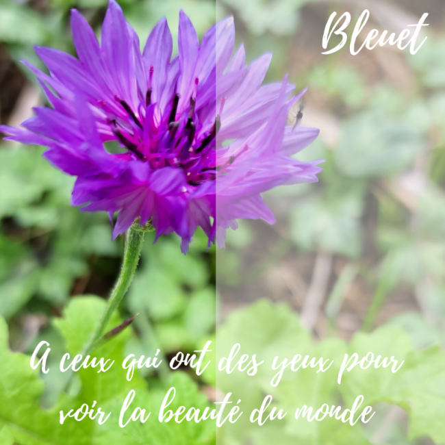 Elixir de Bleuet