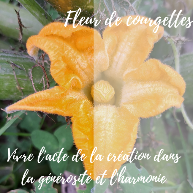 Elixir de Courgette