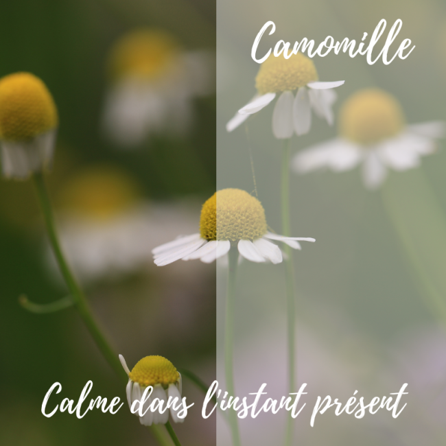 Elixir de Camomille