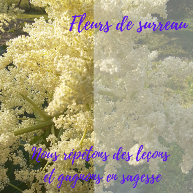 Elixir de Fleur de surreau