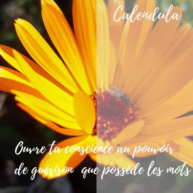 Elixir de calendula
