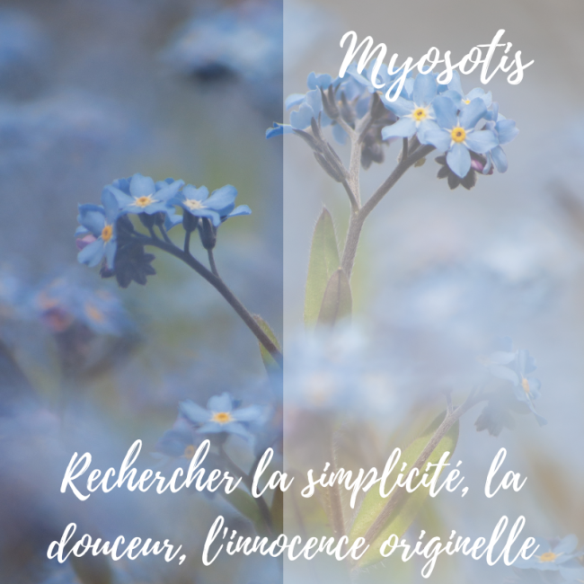 Elixir de Myosotis