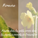 Elixir de Primevère