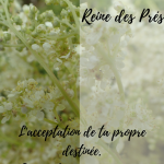 Elixir de Reine des près