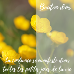 Elixir de bouton d&#039;or