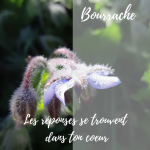 Elixir de bourrache