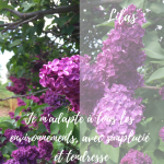 Elixir de lilas